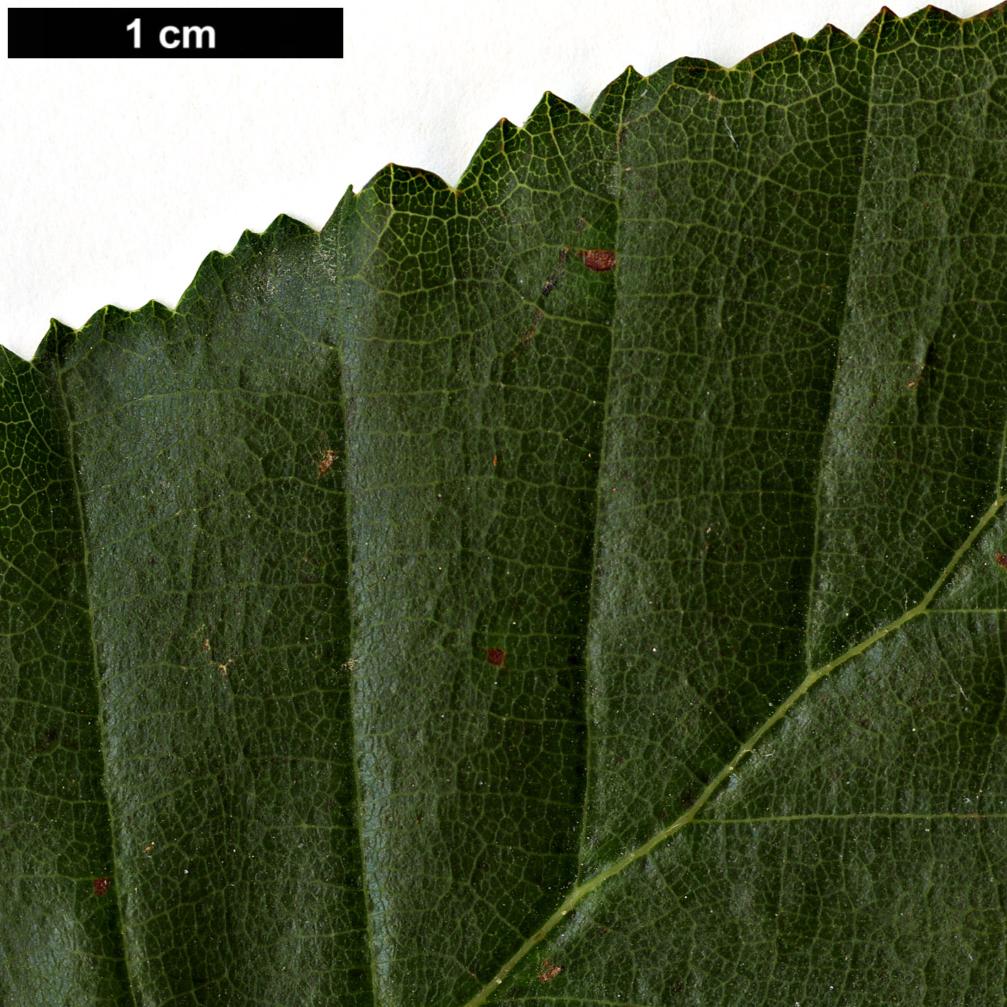 High resolution image: Family: Nothofagaceae - Genus: Nothofagus - Taxon: ×leonii (N.glauca × N.obliqua)